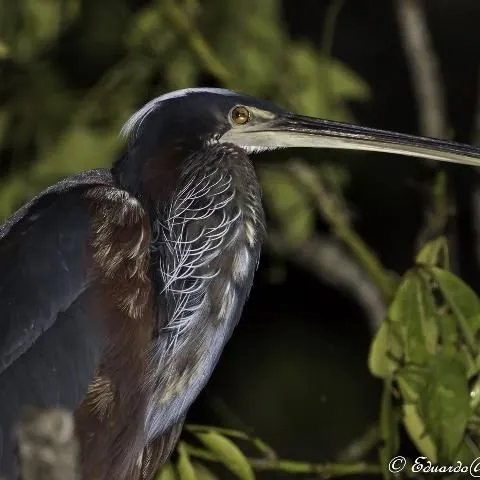 thumbnail for publication: Wading Birds of Northern Belize